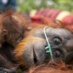 orangutan