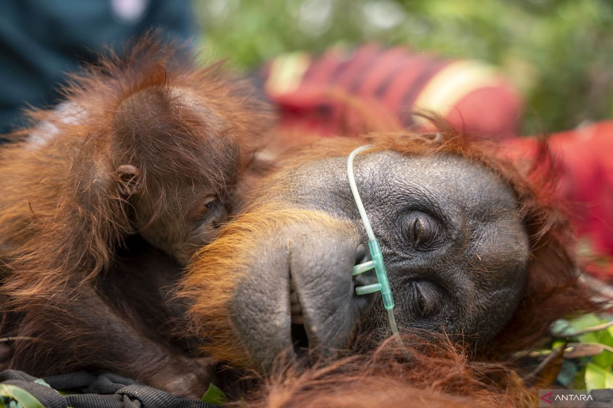 orangutan